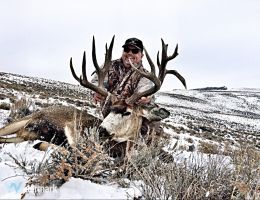 huge mule deer trophy chasers guided hunting  20 