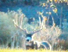huge mule deer trophy chasers guided hunting  30 