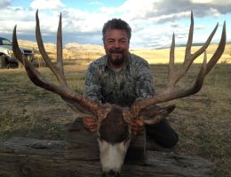 huge mule deer trophy chasers guided hunting  35 