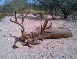huge mule deer trophy chasers guided hunting  5 