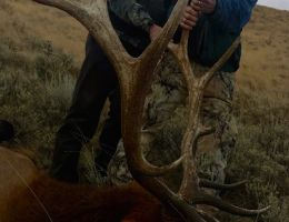 huge elk trophy chasers guided hunting and outfitter  24 