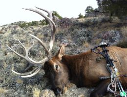 huge elk trophy chasers guided hunting and outfitter  26 
