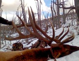 huge elk trophy chasers guided hunting and outfitter  34 