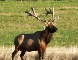 huge elk trophy chasers guided hunting and outfitter  38 