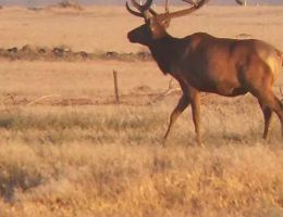 huge elk trophy chasers guided hunting and outfitter  39 